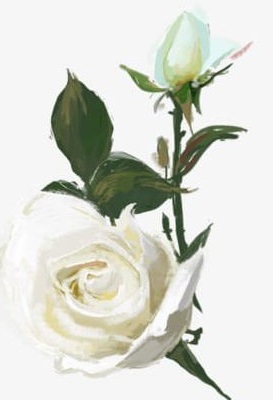 imgbin-hand-painted-watercolor-white-rose-R